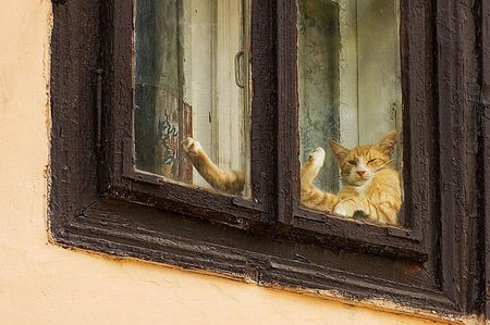 Whats Happinin! - koty, windows, photography, cats, animals