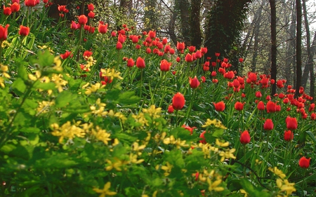 Tulipani al Castello di Govone - tulips, spring