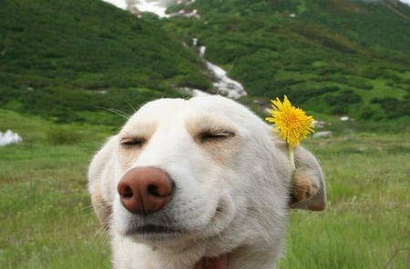 Are You Going To San Fransisco? - flowers, labs, white, dogs, yellow, green, psy gora