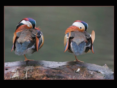 Tropical birdies! - tropical, bird, beautiful, tree, nature, birds, colorful