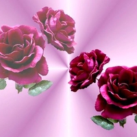 BEAUTY ROSES