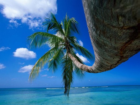 deranged palm tree - sky, palm tree, water, clouds, beautiful, beach, ocean, blue