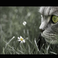 he loves me...he loves me not...