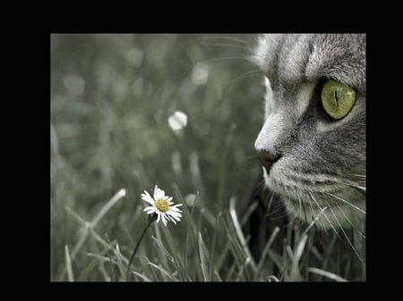 he loves me...he loves me not... - dasiy, green eyes, gray cat, flower, kitty cat, cat