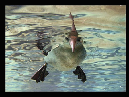 Bobbing for fish - lake, animal, water, cute, duck, nature