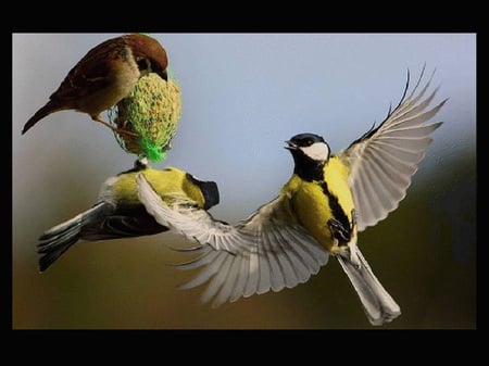 In flight - nature, tropical birds, beautiful, seed, colorful, birds, bird