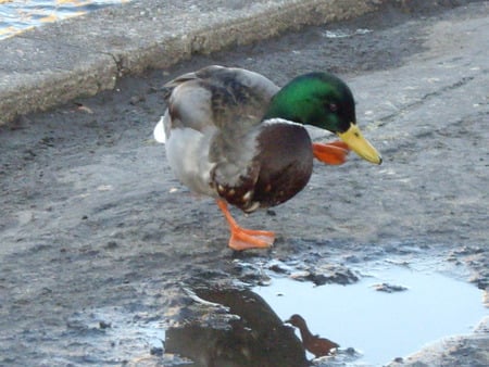 duck cleaning - duck, water, animals