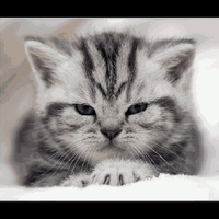 Whatcha looking at?!