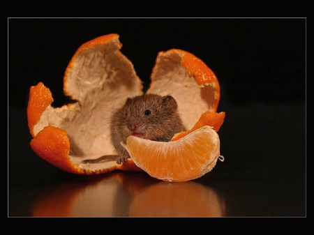 I saved you a slice! - orange slice, animal, cute, rodent, mouse, orange, orange peel