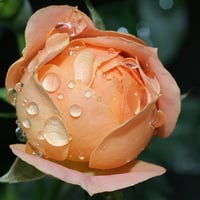 pink rose bloom