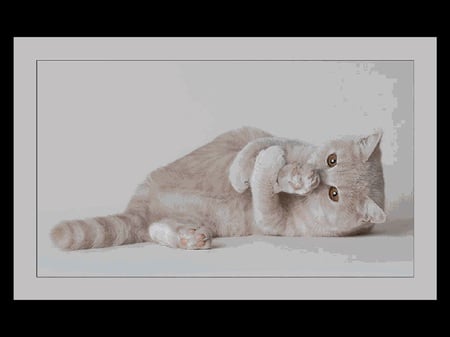 Look what I can do!! - animal, cute, gray cat, kitty cat, cat, kitty