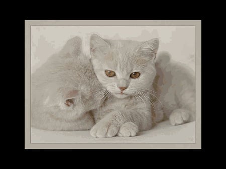 I think I'm in love! - cute, cats, gray cat, kitty cat, cat, animals, kitties