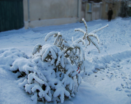 prince for once - prince, winter, nature, snow, forest