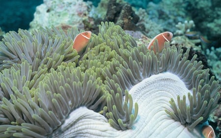 Marvelous Underwater Scene - marine, ocean, water, image, fish, reef