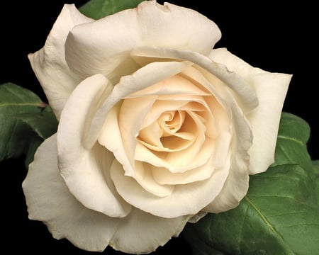 Old fashioned rose - ivory rose, rose, white rose