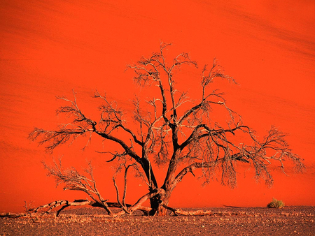 Red in the desert - sand dune, red, desert, sunset, namibia, sossusvlei