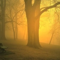 Yellow Fog Morning