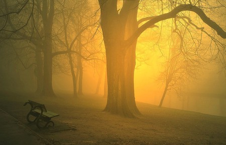 Yellow Fog Morning - yellow, amazing, foggy, sunsets, forests, seasons, nice, trees, winter, fog, beautiful, gold, morning, cool, chair, awesome, autumn, chaise