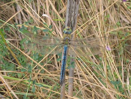 Anax imperator - bugs, nature