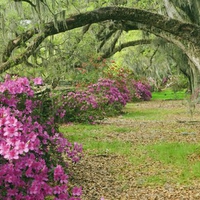 azaleas and live oaks magnolia plantation