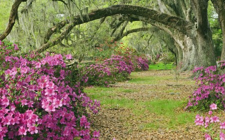 azaleas and live oaks magnolia plantation - nature, flowers, garden