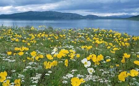 field of arctic poppies - flowers, yellow, nature, river