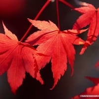 Autumn Red Leaves