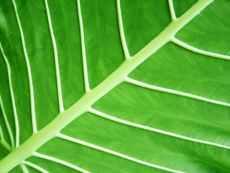 Green Leaf - leaves, nature, green, windows vista