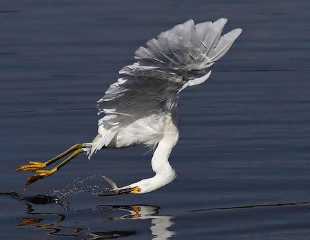 The Perfect Catch - catching, fish, bird