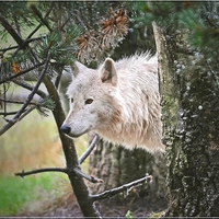 ARTIC WOLF