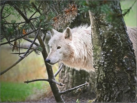 ARTIC WOLF