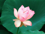 The Lotus Flower2C Hawaii . jpg