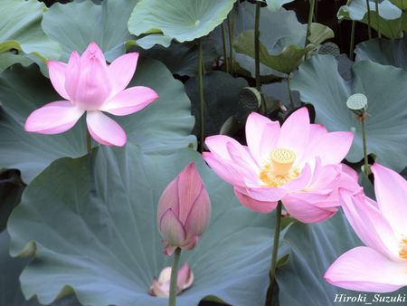 lotus pink. jpg - lotus, pink flower, bloom