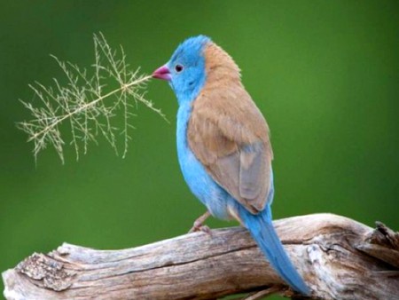 Bird - bluebird, bird, cool