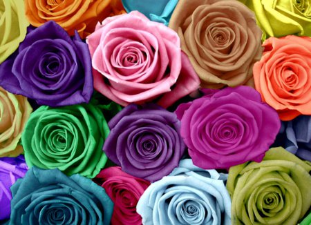 Rainbow Roses - rainbow, flowers, roses, colourful