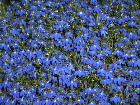 Blue Flowers - flower, green, blue