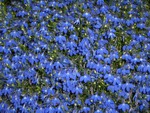 Blue Flowers