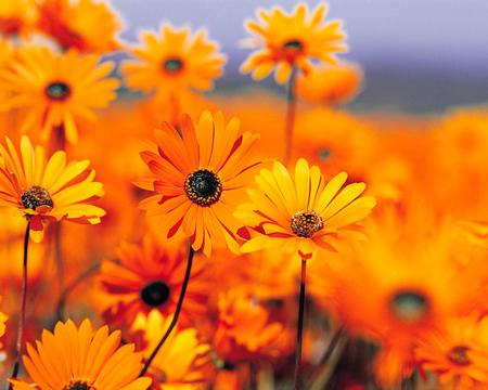 orange flowers - flowers, field, orange, summer