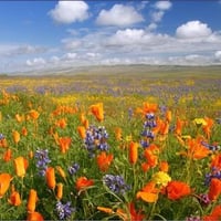 fields with flowers