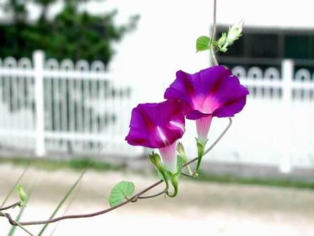 spring break pic spring flower pic 800x600. jpg - blooms, vine, flowers, spring