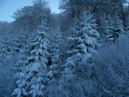 Frosted pines