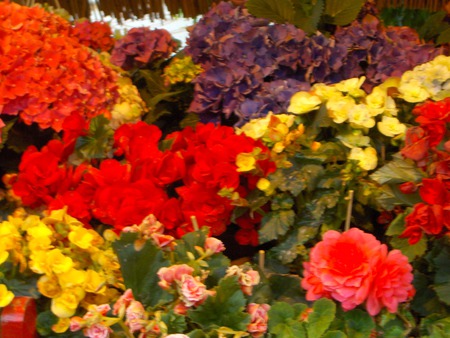 Rainbow flowers - flower, yellow, nature, red