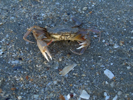 Funny little crab - crab, summer, beach