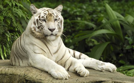 Tigris - white, bengal, animal, tiger, wild, cat, wildlife