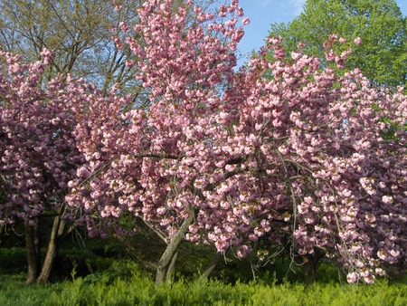 Pink trees - grass, pink, tree