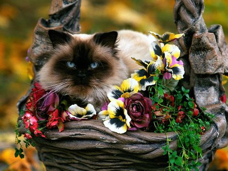 Garden variety - flowers, garden, cat