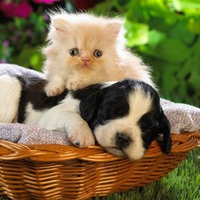 Cute basket buddies