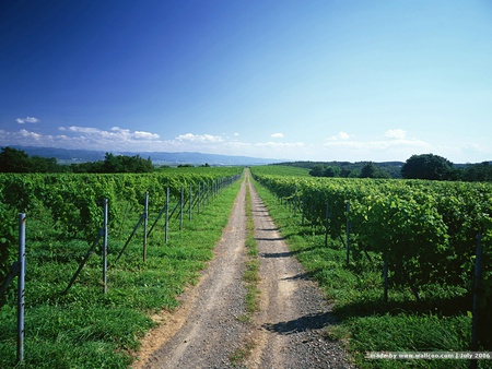 The Beautiful Country Road - roads, nature, fields, green, gray, grass