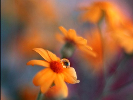 Dew on Flower - cool, dew on flower