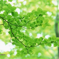 Lush Trees & Green Leaves In Summer